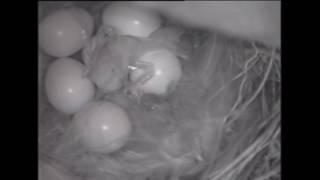 Wren Eggs Hatching