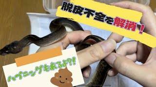 【ボールパイソン】脱皮不全を解消するよ！！【ハプニングあり？！】