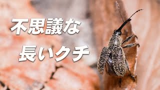 長いのには種を存続させる理由があった【ハイイロチョッキリ】