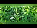 சணப்பை தழை உரம் yellowgreen tamil documentary jute foliar fertilizer