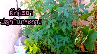 ผักไชยาปักชำในกระถางแบบคนมีพื้นที่น้อยปลูกง่ายขยายพันธุ์ไว