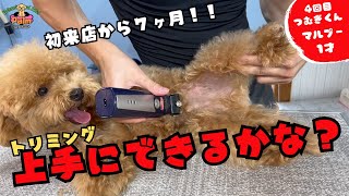 可愛すぎ注意！！１才マルプーの４回目トリミング！！