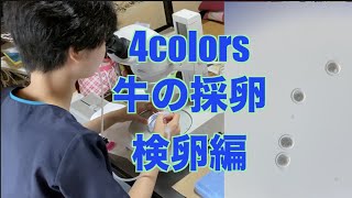 【牛の採卵＃５】ドキドキの検卵編。牛の卵見たことある？