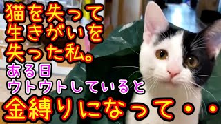 【猫の不思議な話】猫を失って生きがいを失ってしまった私。ある日、ウトウトしていると金縛りになって・・