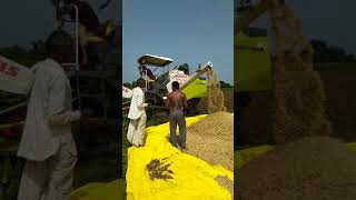 Soybean harvesting