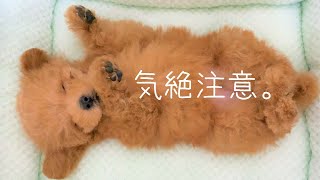 超絶可愛い極小マイクロティーカップ！　生後２か月～4か月の寝顔にキュン死確定！！【toy poodle】【トイプードル】【マイクロティーカップ】【犬】