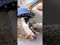 hedgehogobsessed 刺蝟 刺蝟日常 hedgielife africanpygmyhedgehog 寵物 よつゆびはりねずみ 小動物 고슴도치