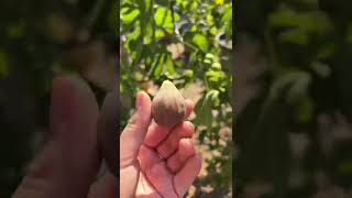 The fig tree is producing ✨😋#figtree #plants #shorts #lifeofplants #shortsvideo #viral