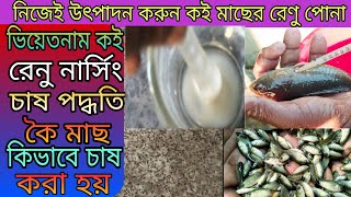 ভিয়েতনাম কই রেনু নার্সিং চাষ পদ্ধতি কৈ মাছ কিভাবে চাষ করা হয় 01645177018