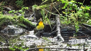 河口湖フィールドセンターのキビタキ（雄）の水浴び　その１００（4K60P動画）