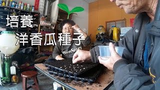 農事│ 培養洋香瓜種子(Cultivating melon seeds)