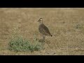 sociable lapwing feeding behavior