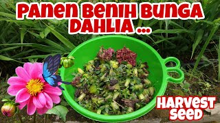 Harvest Dahlia Seeds || Panen Benih  Bunga Dahlia