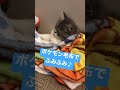 【猫動画】ゴロゴロ全開！ポケモン毛布でふみふみする子猫 shorts