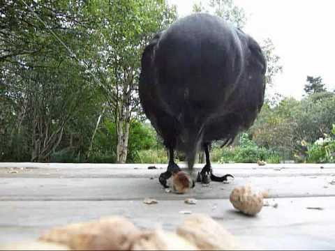 Crows Grab Shell Peanuts Youtube