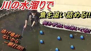 川の水溜りで一網打尽!!　の巻