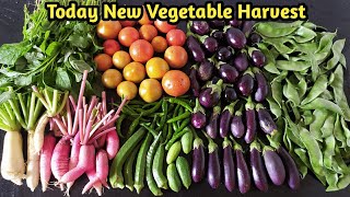 Abundant Harvest || மாடித்தோட்டத்தில் அறுவடை ‌|| Organic Vegetables Harvest