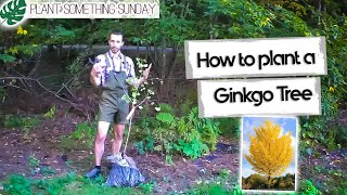 How to Plant a Ginkgo Tree - (a beginner's guide)