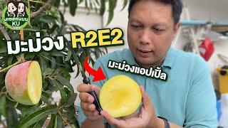 มะม่วงอาร์ทูอีทู (R2E2) มะม่วงแอปเปิ้ล ที่สวยงามน่ากิน | เกษตรแบบ KU