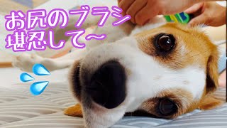 【BEAGLEさつき】まったりブラッシングされるけどお尻周りは緊張しちゃう犬。Satsuki the Beagle