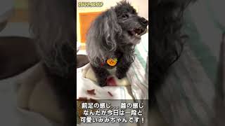 首を傾げながらおやつを食べる老犬が可愛すぎる!?tilt one's head #shorts