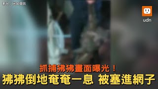 抓捕畫面曝光！狒狒倒地奄奄一息 被塞進網子裡