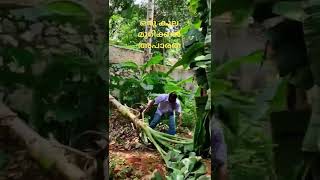 ഒരു വാഴക്കുല മുറിക്കൽ അപാരത. Cutting a bunch of bananas.