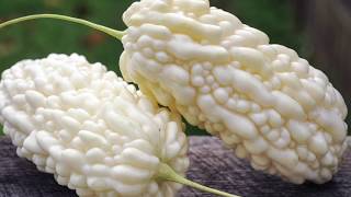 Harvesting Bitter Melon Seeds