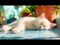 Cat Music: Tranquil Lullabies to Soothe Your Cat's Nerves - Deep Sleep Music for Cats & Kittens