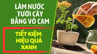 CÁCH TƯỚI CÂY BẰNG NƯỚC VỎ CAM GIÚP CÂY PHÁT TRIỂN TỐT VÀ TIẾT KIỆM CHI PHÍ II NGHỀ NÔNG TV