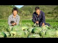 Sweet fields full of watermelon harvest  grandma used a melon to make four kinds of summer cold dri