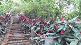 1090425二叭子植物園養生林區