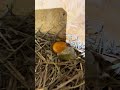 chicken lays egg with no shell 😳weird egg without shell chicken facebook goat egg fyp shorts