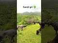 ગાંડી ગીર 🌳🦁 હરિયાળી_ગીર rajbha_gadhvi ગીર_થી_આવ્યાં_ wildlife vidioshort animals lion