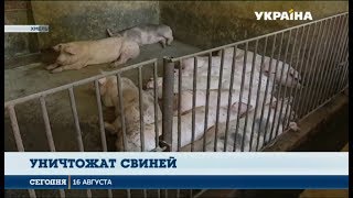 В Хмельницкой области произошла вспышка африканской чумы