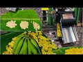 Banana chips Making machine@Dineshindustries