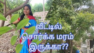 சொர்க்க மரம் | லட்சுமி மரம் | Simarouba tree | சிமரூபா மரம் பயன்கள்