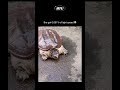 the fastest snapping turtle ever recorded 😳 fast turtle amazing