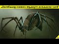 Real Zombie🧟Wasp🪲| This Can Turn Spiders🕷️Into Zombies😱 | Facts Malayalam | #shortsmalayalam #shorts