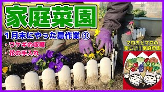 【家庭菜園】１月末にやった農作業（前編）ワケギ残り収穫／花の手入れ　マロ夫とマロの楽しい家庭菜園／貸し農園