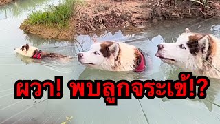 ชาวบ้านผวา! พบลูกจระเข้ลอยคอในบ่อปลาหวั่นได้รับอันตราย!?