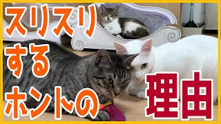 【猫の豆知識】猫のスリスリはかわいいけど注意が必要！？