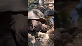 Feeding 100-years old turtle, Zanzibar,  Tanzania #shorts