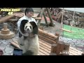 爆笑！！ やだー！ まだ遊ぶ―！ 強引な赤ちゃんパンダの回収劇場🐼 ドタバタ飼育員さんとパンダの攻防🐼 彩浜 アドベンチャーワールド