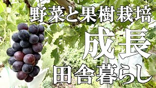 【標高800mの田舎暮らし】移住をしてから始めた果樹栽培と家庭菜園。嬉しい収穫祭｜50代夫婦｜村暮らし