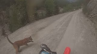 Cougar Close Call