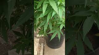 outdoor amnesia lemon and a Auto runtz