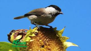 Around Kansas - How the Sunflower became the Kansas State Flower - July 27, 2016