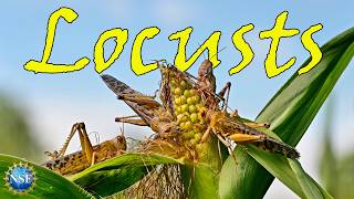 LOCUSTS 🦗| Docuseries | OFFICIAL TRAILER