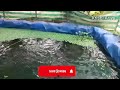 അമോണിയ എങ്ങനെ നിയന്ത്രിക്കാം how to control ammonia in fish tank